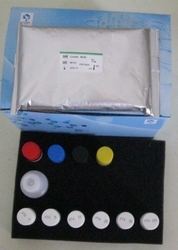 Sertés 1 intercelluláris adhéziós molekula (ICAM-1 / CD54) ELISA Kit
